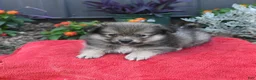 Pomeranian dogs for sale: Hero - Ad 5