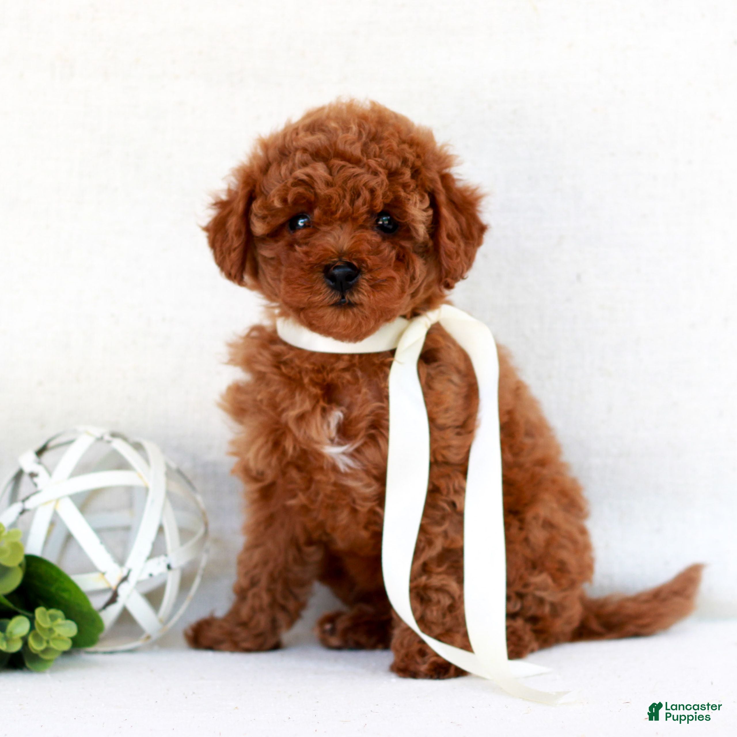 Cavapoo dogs Nina  - Ad 1