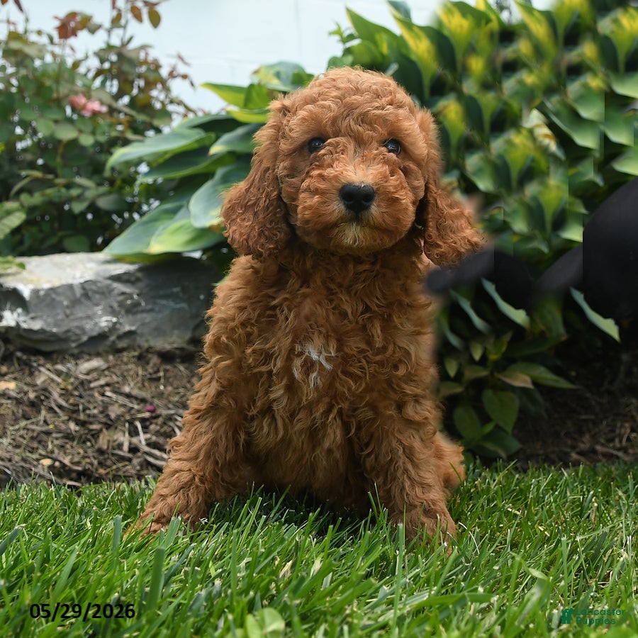 Mini Goldendoodle dogs Norman - Ad 1