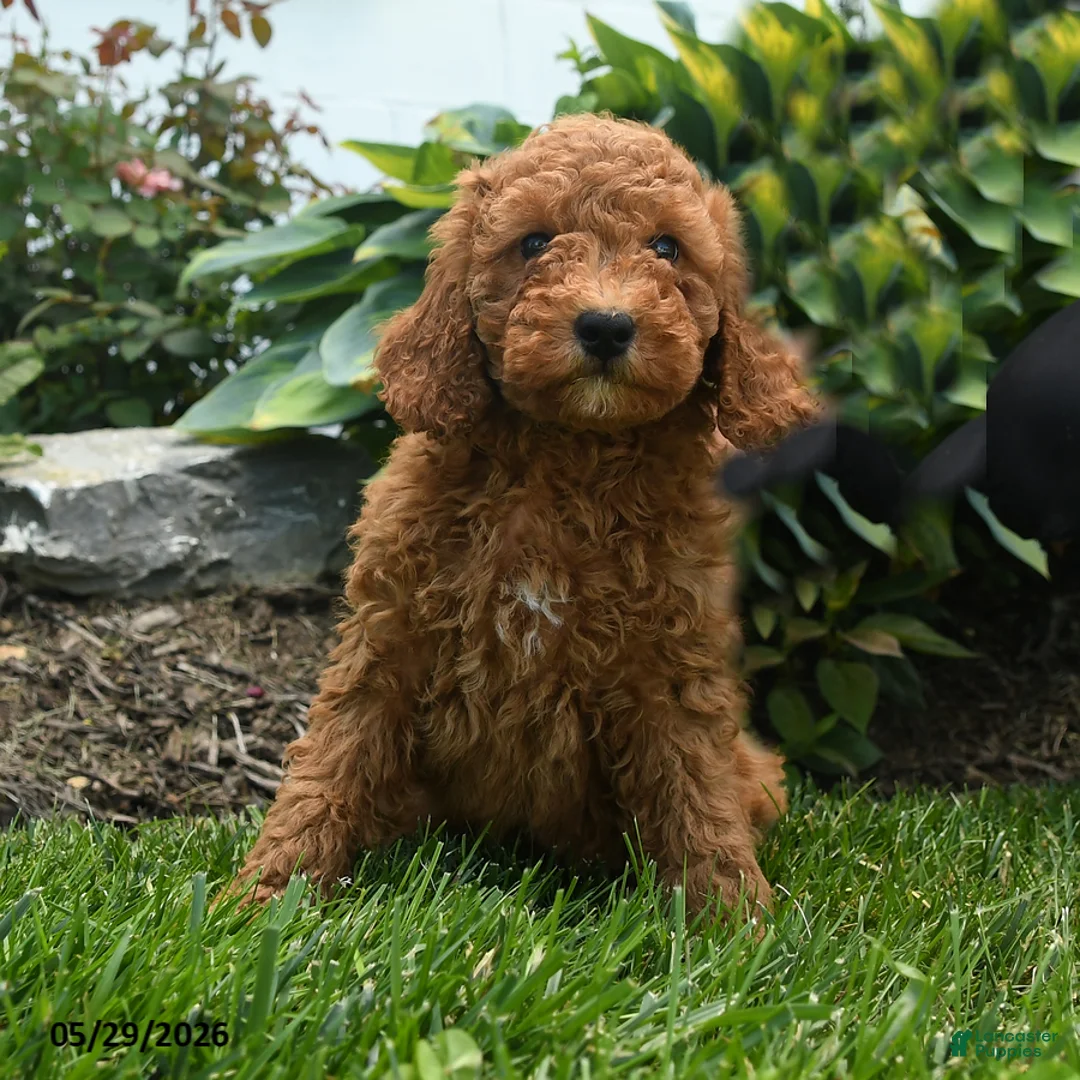 Mini Goldendoodle dogs for sale: Norman - Ad 1