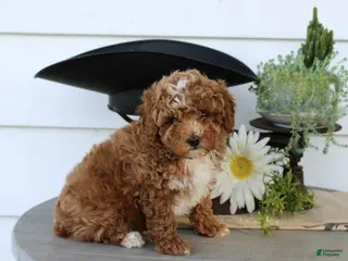 Toy Poodle dogs for sale: Pumpkin - Ad 4