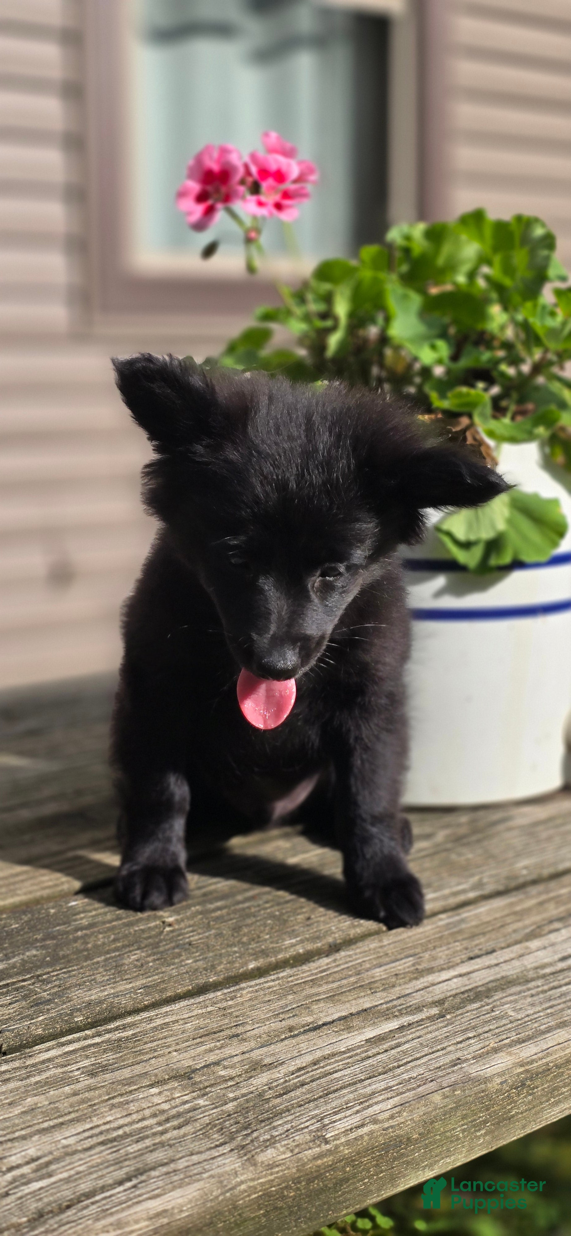 Pomapoo dogs Pomapoo 2 - Ad 2