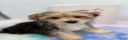 Morkie dogs for sale: Aspen - Ad 4