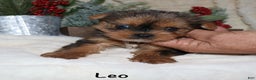 Yorkshire Terrier dogs for sale: Leo - Ad 8
