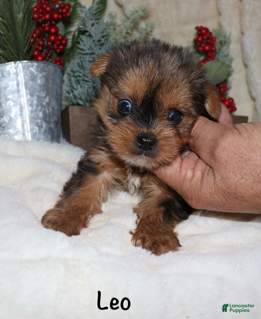 Yorkshire Terrier dogs for sale: Leo - Ad 8