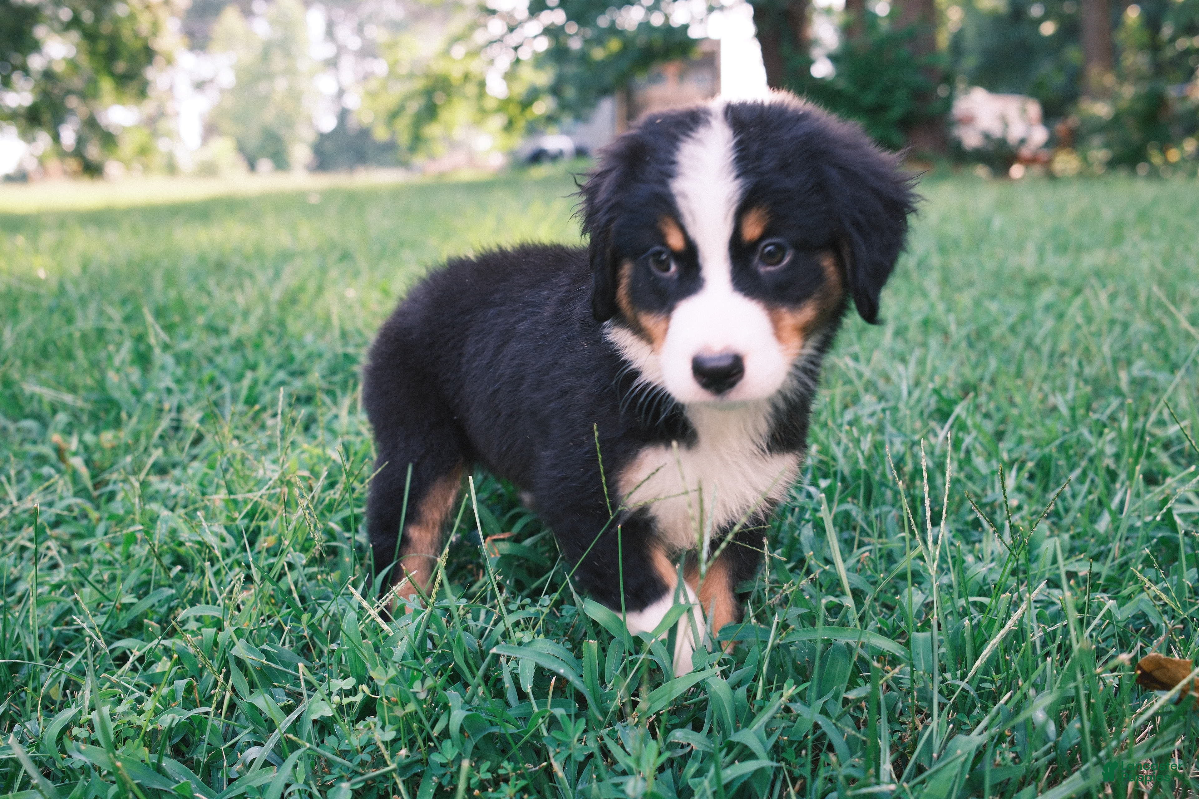Mixed Breed dogs Black tri girl - Ad 1