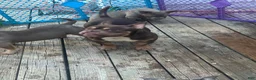 American Bully dogs for sale: Fendi - Ad 6