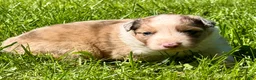 Mixed Breed dogs for sale: Mixed Breed 2 - Ad 6