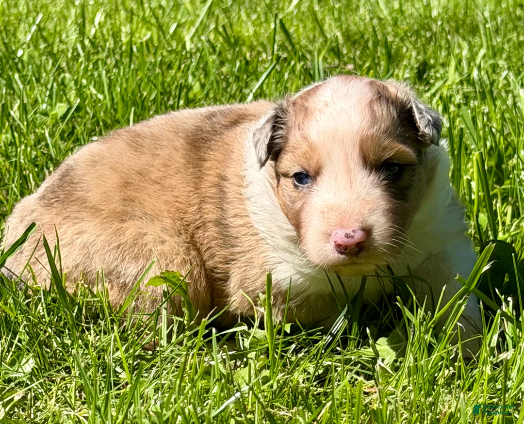 Mixed Breed dogs for sale: Mixed Breed 2 - Ad 6