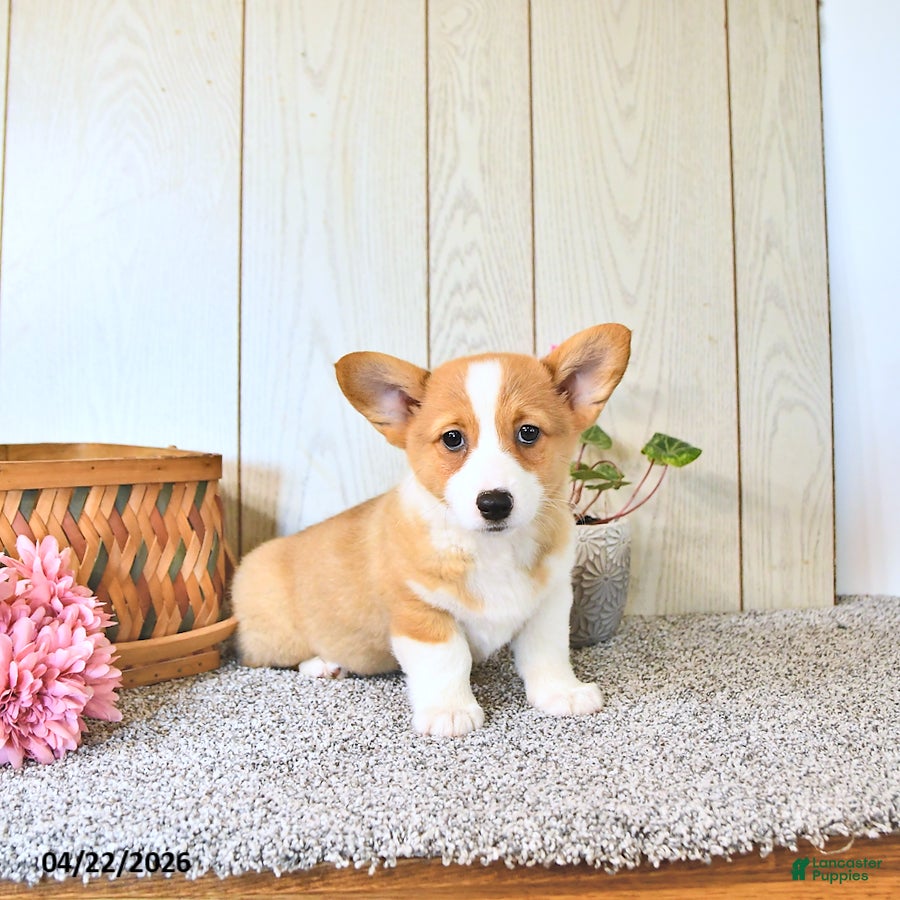 Welsh Corgi Pembroke dogs Kristy - Ad 2
