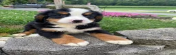 Bernese Mountain Dog dogs for sale: Rusty - Ad 11