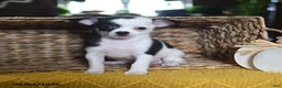 Chihuahua dogs for sale: Bandido - Ad 3