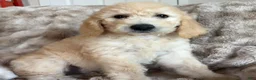 Double Doodle dogs for sale: Yeager - Double Doodle - Ad 1