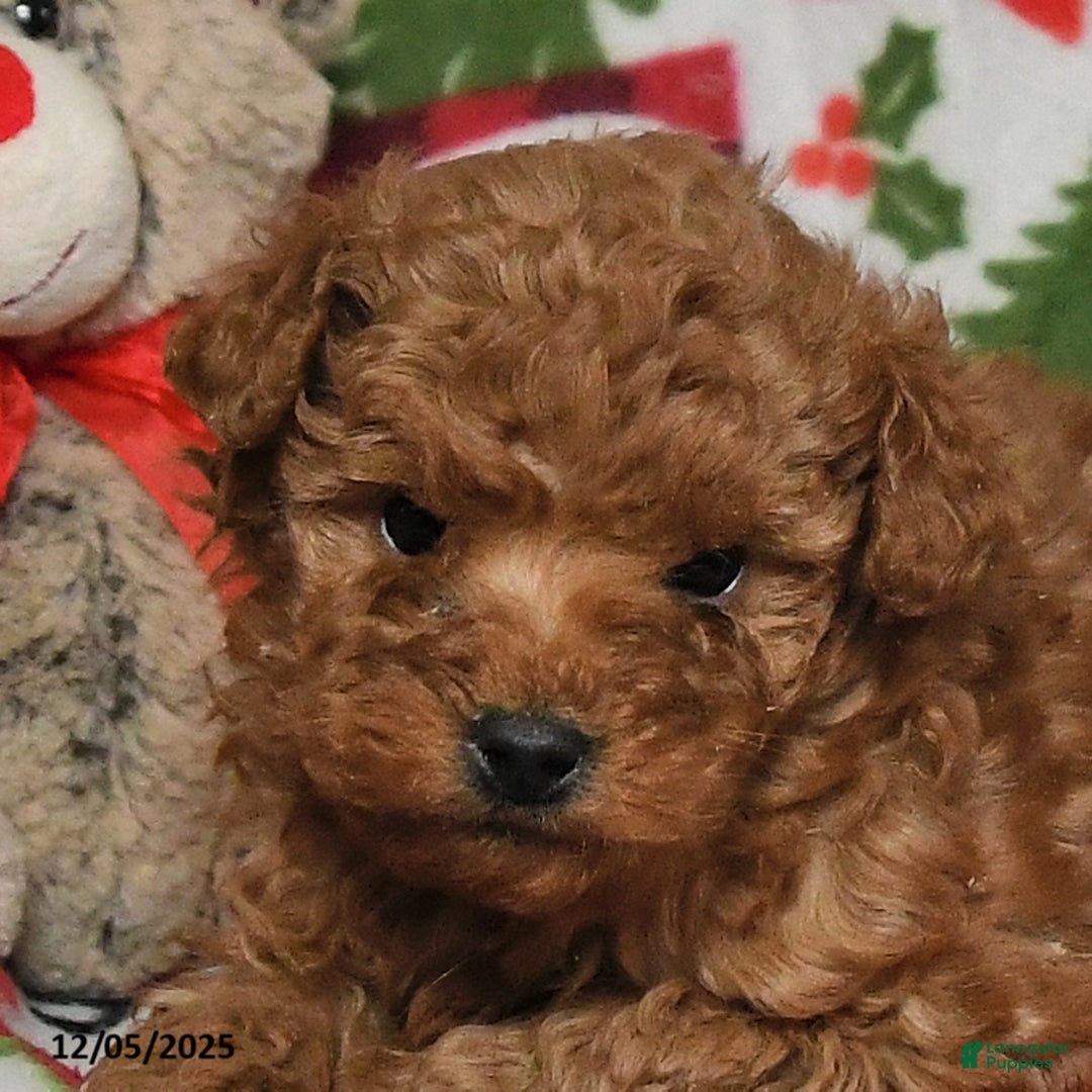 Toy Poodle dogs for sale: Rudolph - Ad 2