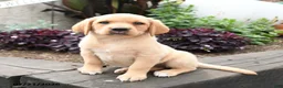 Labrador Retriever dogs for sale: Kitty - Ad 2