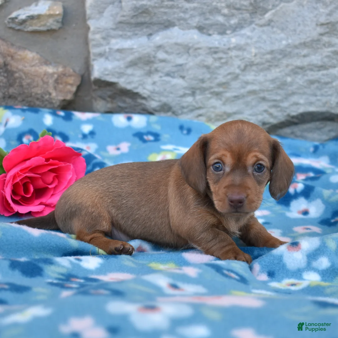 Miniature Dachshund dogs for sale: Stella - Ad 1