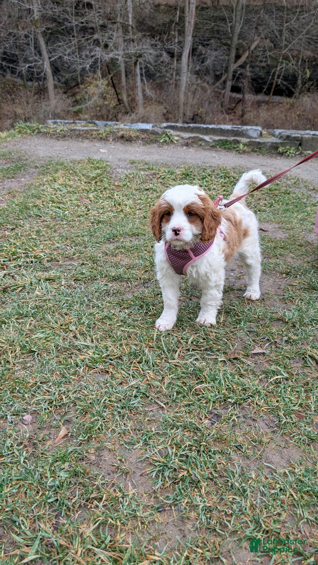 Cavapoo dogs for sale: Jenny  - Ad 3