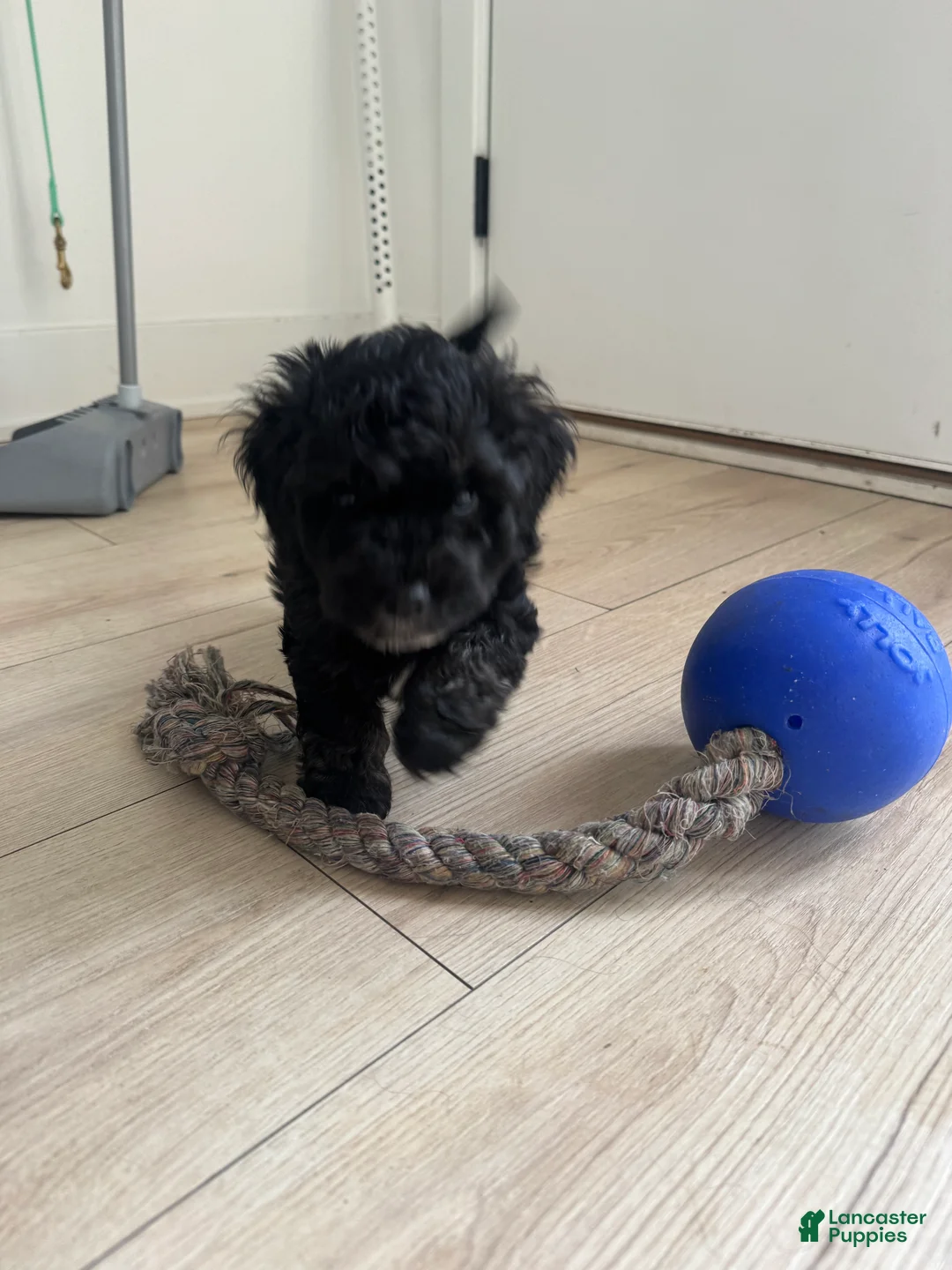 Schnoodle dogs for sale: Cardi B  - Ad 2