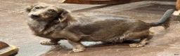 Dachshund dogs for sale: Trixter  - Ad 4