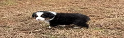 Australian Shepherd dogs for sale: Clyde - Ad 7
