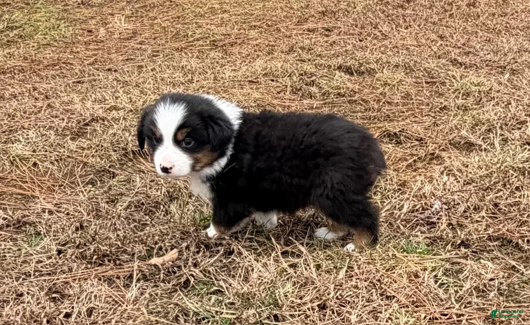 Australian Shepherd dogs for sale: Clyde - Ad 7