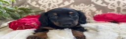 Miniature Dachshund dogs for sale: Callie - Ad 8
