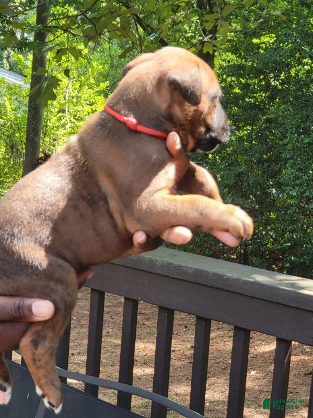 Boxer dogs for sale: Boxer 4 - Ad 2