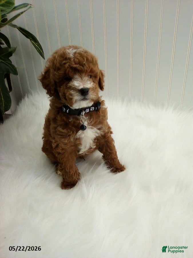 Miniature Poodle dogs Seth - Ad 1