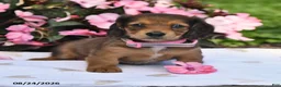 Miniature Dachshund dogs for sale: Sarah - Ad 2