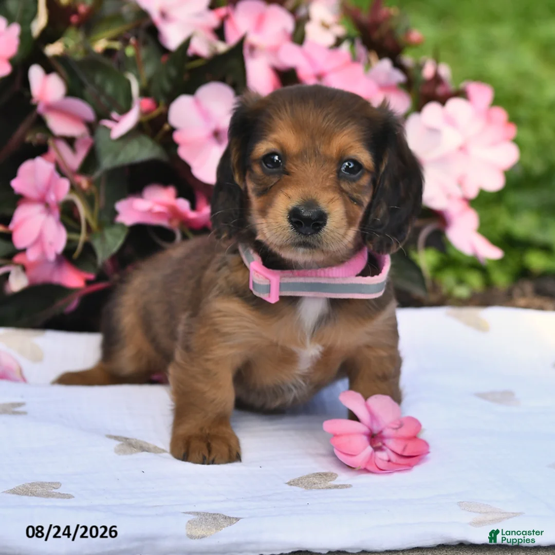 Miniature Dachshund dogs for sale: Sarah - Ad 2