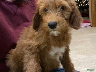 Mini Goldendoodle dogs Winston - Ad 38