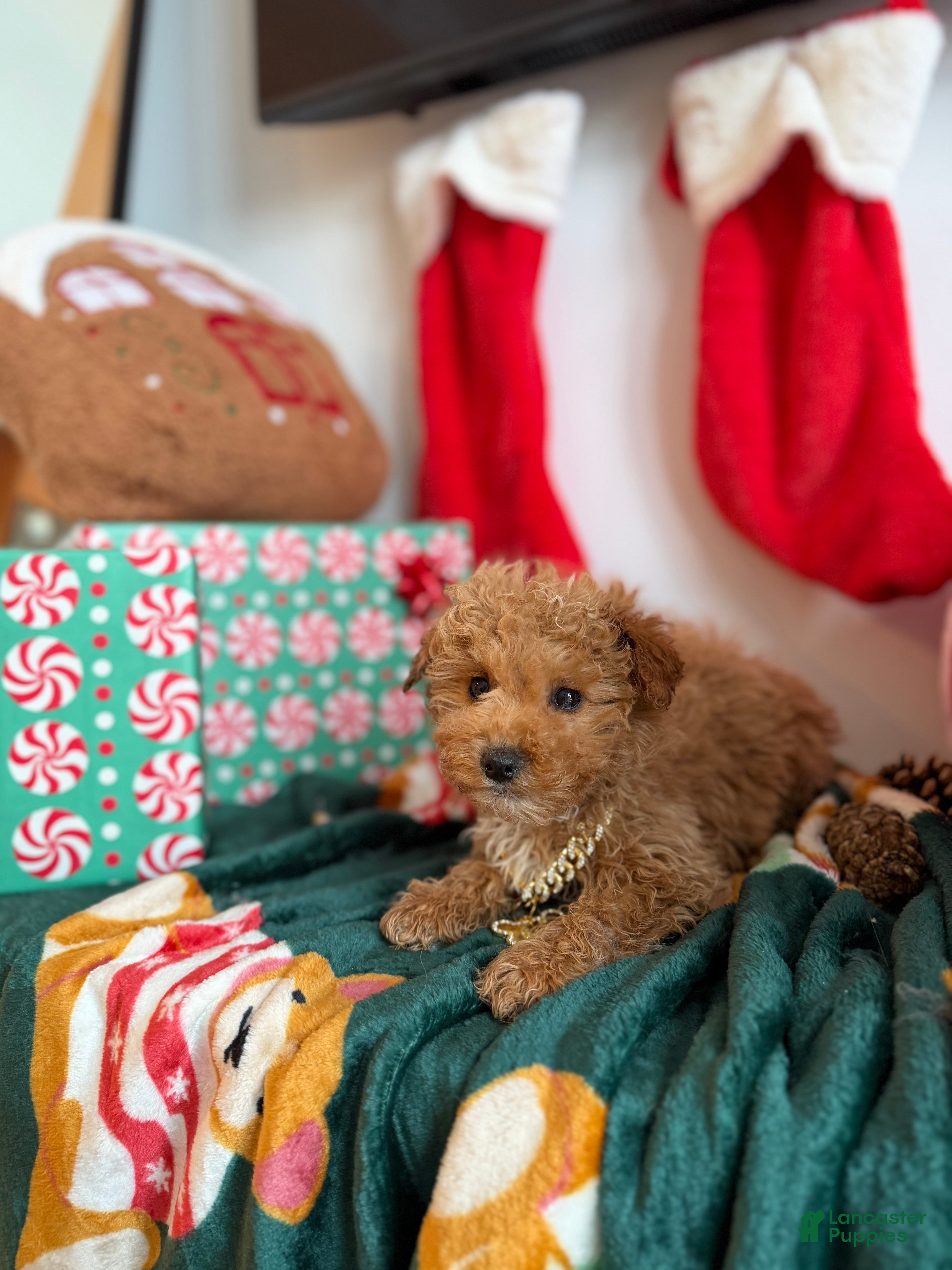 Mixed Breed dogs Major - Ad 37