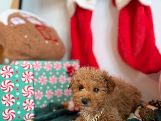 Mixed Breed dogs Major - Ad 37