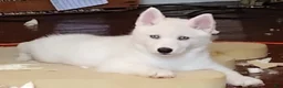 Siberian Husky dogs for sale: ✨24 Karat Gold✨ Isabella Siberian Husky With Sapphire Blue Eyes 💙 - Ad 5