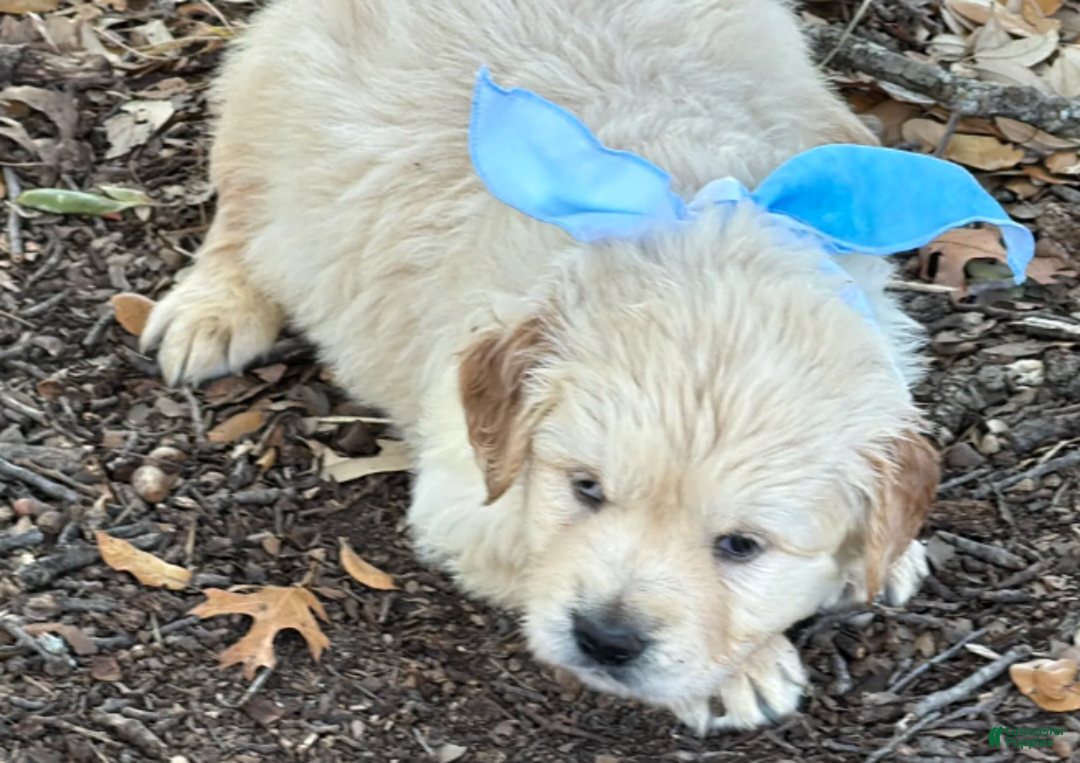 Golden Retriever dogs for sale: Sunny - Ad 3