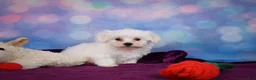 Maltese dogs for sale: Cash - Ad 12