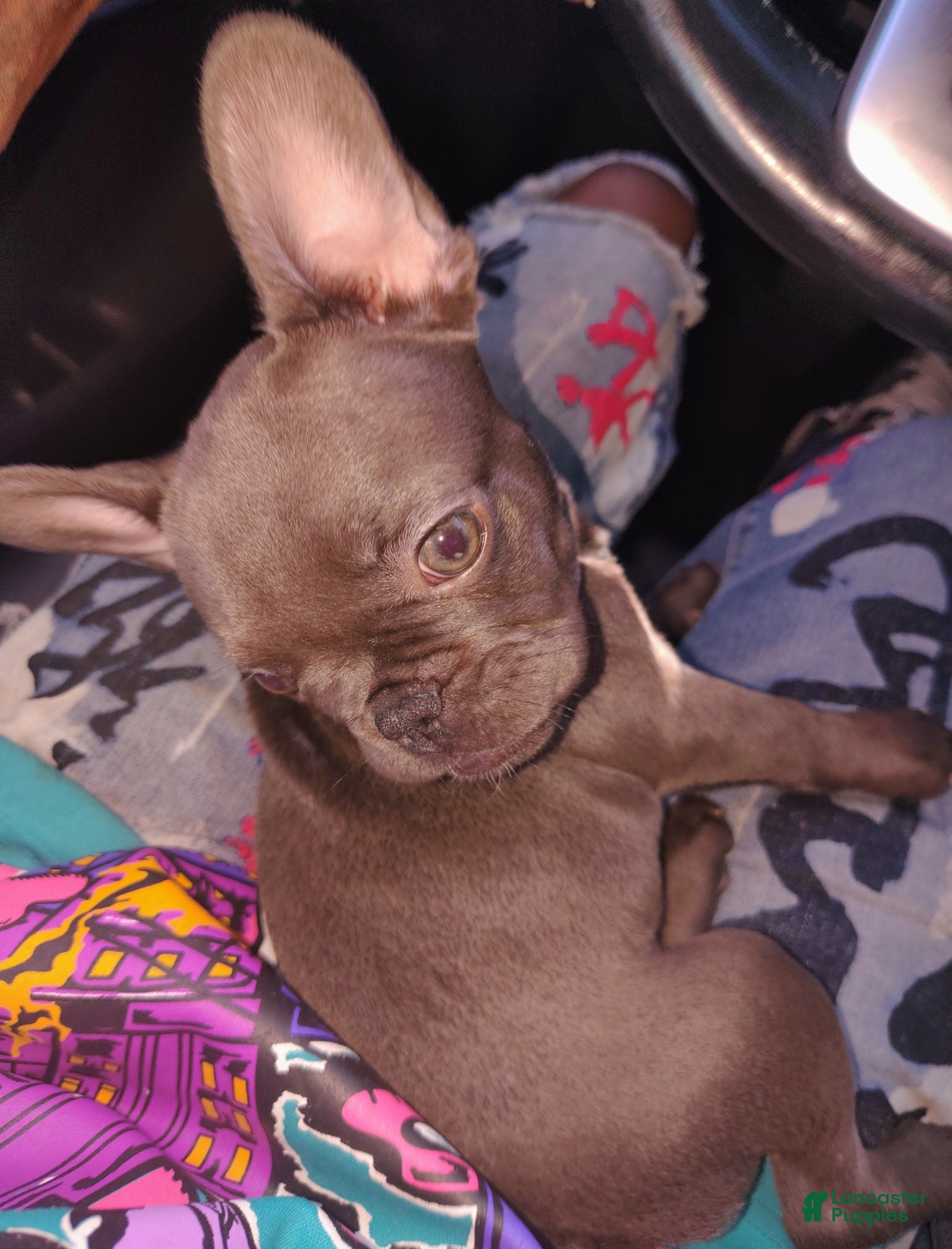 French Bulldog dogs Cocoa Mocha - Ad 21