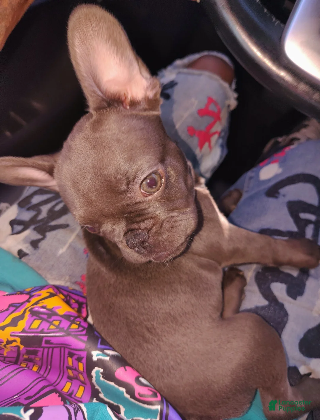 French Bulldog dogs for sale: Cocoa Mocha - Ad 1