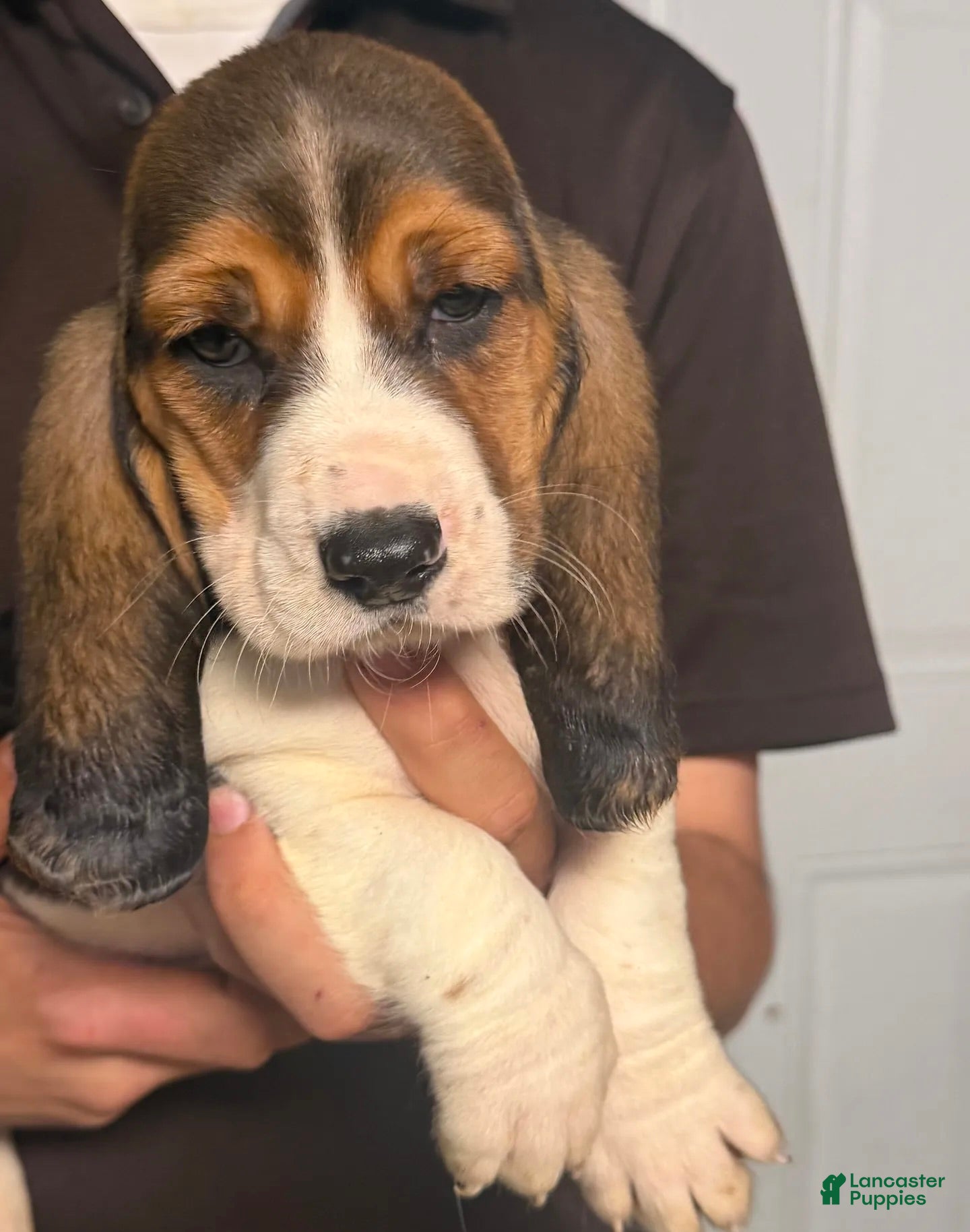 Basset Hound dogs for sale: Burno Boy - Ad 4