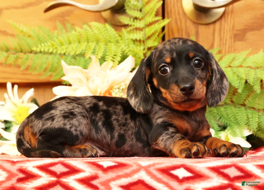 Miniature Dachshund dogs for sale: Debbie - Ad 4