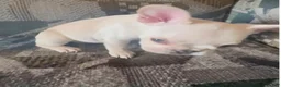 French Bulldog dogs for sale: SNOW WHITE - BEAUTY in CALI, USA DELIVERY & FINANCING OPTIONS! - Ad 5