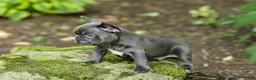 French Bulldog dogs for sale: Easton - Ad 9