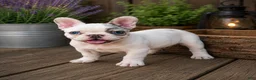 French Bulldog dogs for sale: Lovely - Ad 2