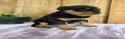 Rottweiler dogs for sale: Lucy - Ad 4