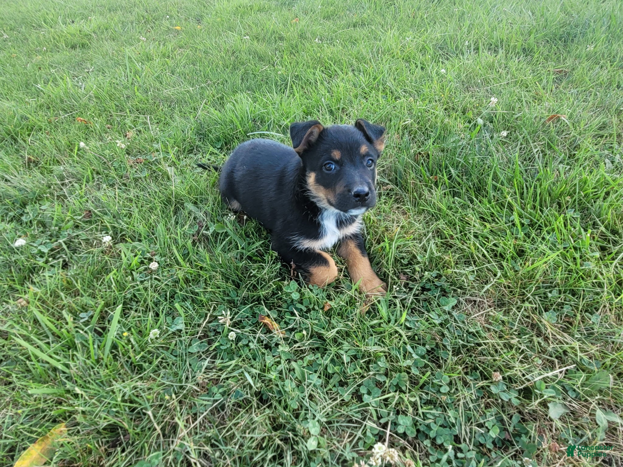 Mixed Breed dogs Max - Ad 2