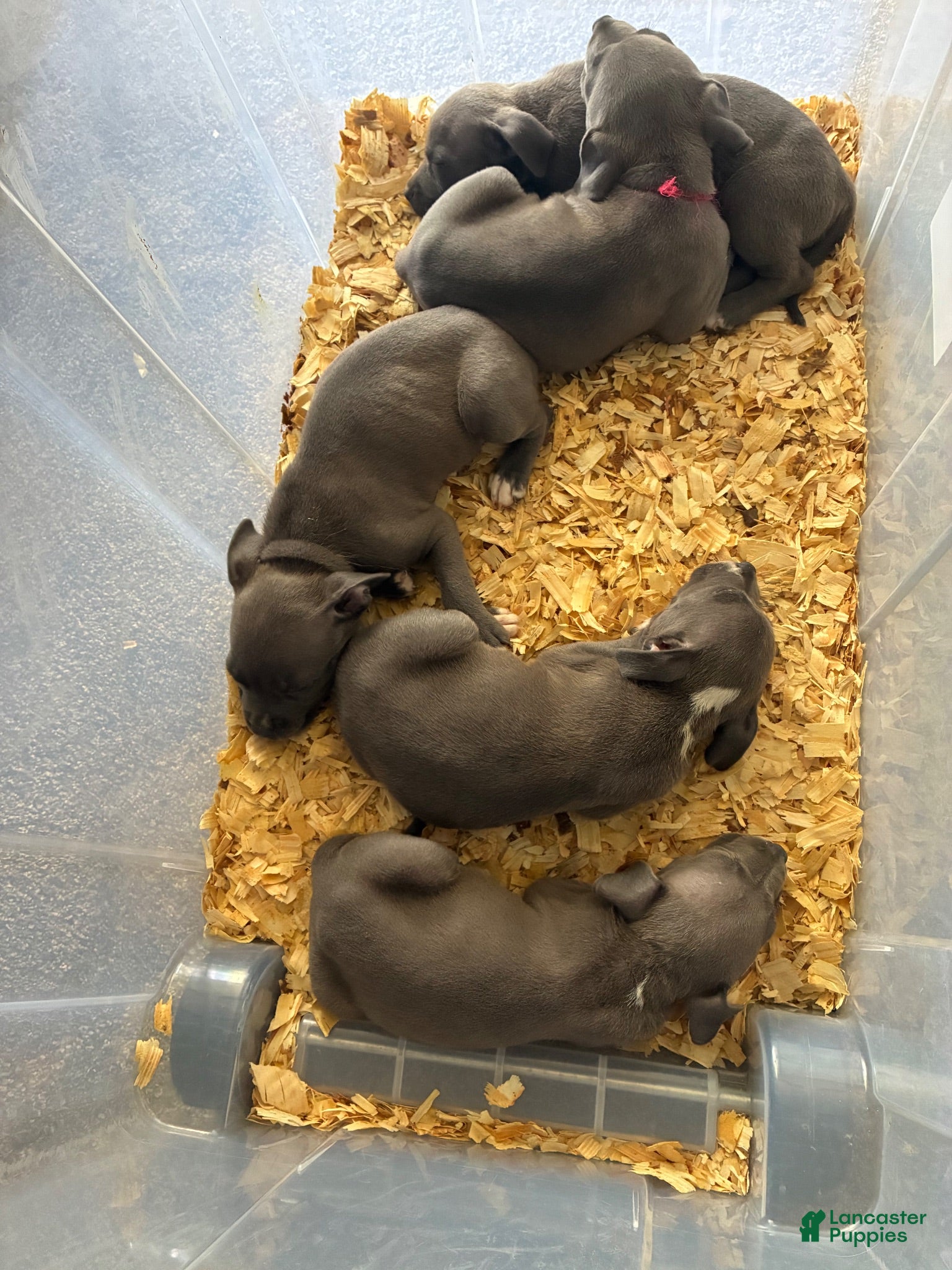 American Pit Bull Terrier dogs Donatello Versace  - Ad 21