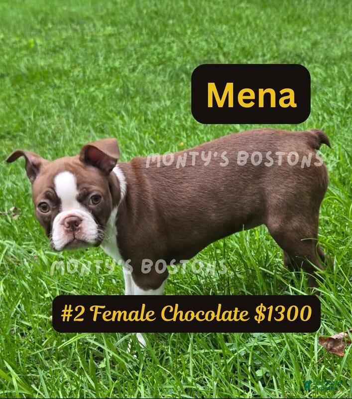 Boston Terrier dogs Mena - Ad 12