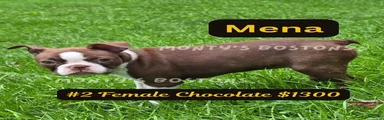Mena - SOLD