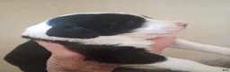 Sheepadoodle dogs for sale: Blessing!! - Ad 3