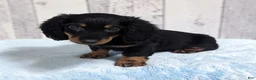 Miniature Dachshund dogs for sale: Porter - Ad 2